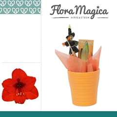 Arr4 Amaryllis Vh - Keramiek Orange 12P 25H 22bloei