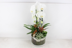 Arr2 Pl - Glas Cilinder Phal. Wit 22P 60H