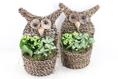 Arr2 Td - Rieten Uil - Wit 20P 37cm