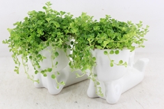 Arr3 Sn - Ker. Pop Liggend L 23P 27cm