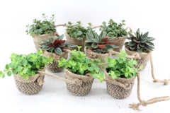 Arr3 Sn - Jute Ketting 3pot X3 44P 21cm 99bloei