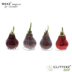 Arr4 Amaryllis Vh - Waxz Create Bordeaux