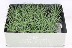 Arr3 Cp - Till. Ionantha Groen X20 5P 5H 11bloei