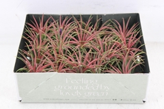 Arr3 Cp - Till. Ionantha Rood X20 6P 6H 11bloei