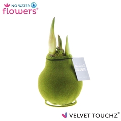 Arr4 Amaryllis Vh - Velvet Touchz Moss Green