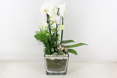 Arr2 Pl - Glas Pot 4kant Phal. Wit 968/2 Bird 18P 55H