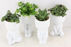 Arr3 Sn - Chillings White X12 14P 30cm 99bloei