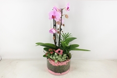 Arr2 Pl - Glas Cilinder Phal. Roze 22P 55H