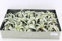 Arr3 Cp - Xerographica X15 9P 9H 11bloei