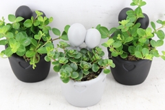 Arr3 Sn - Ker. Peolpe Pot X8 9P 18cm