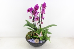 Arr2 Pl - Ebbischaal X2 Phal. Lila 29P 55H