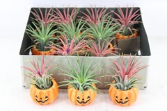 Arr3 Cp - Ker. Pumpkin X12 6P 9H