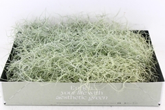 Arr3 Cp - Usneoides X6 5P 50H