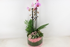 Arr2 Pl - Glas Cilinder Phal. Roze 23P 65H