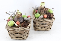 Arr4 Amaryllis Mb - Kubu 4kant Mix 285/6 20P 29cm
