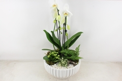 Arr2 Pl - Ker. Schaal Mare Phal. Wit 29P 55H