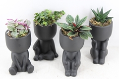 Arr3 Sn - Chillings Black X12 7P 25cm 99bloei
