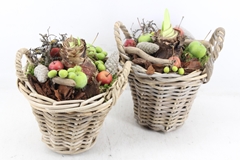 Arr4 Amaryllis Mb - Kubu. Kl. 483/3 21P 40cm
