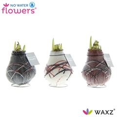 Arr4 Amaryllis Vh - Waxz Art Van Gogh