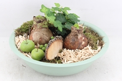 Arr4 Amaryllis Pl - Zink Schaal Groen 30P 26cm