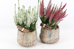 Arr4 Outdoor Js - Ker. Eikel Staand 14P 36cm 12bloei