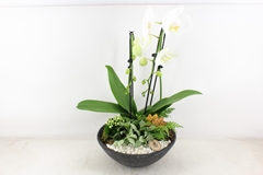 Arr2 Pl - Ebbischaal X1 Cascade Wit Leaf 33P 60H