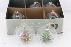 Arr3 Cp - Mini Glas Bol X6 8P 10H