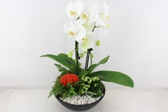 Arr2 Pl - Ebbischaal X2 Phal. Wit V2 28P 55H