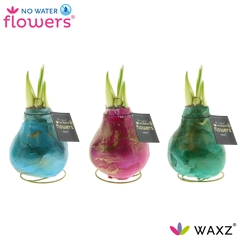 Arr4 Amaryllis Vh - Univerz Saturnus