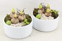 Arr4 Hyacint Pl - Ker. Schaal Eva Rond X6 18P 21cm
