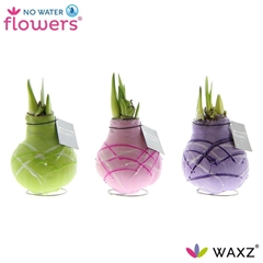 Arr4 Amaryllis Vh - Waxz Art Monet