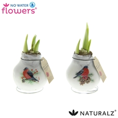 Arr4 Amaryllis Vh - Naturalz Bird Mix