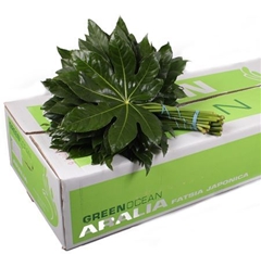 Aralia Gt Orca 40L.cm