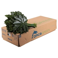 Aralia Gt Orca 50L.cm