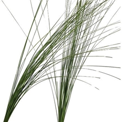 Steel Grass Per Bos 120L.cm