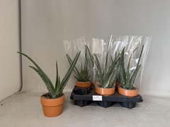 Aloe Vera 11P 35H