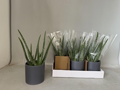 Aloe Vera 12P 35H