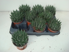Groene Kamerplanten 10P 16H
