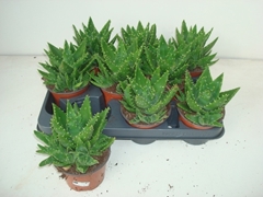 Aloe Mitriformis 10P 18H