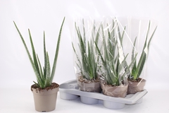 Aloe Vera 17P 52H
