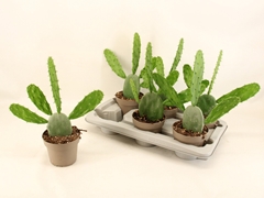 Opuntia Cochenillife 14P 38H