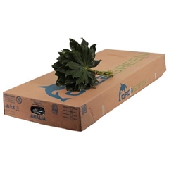 Aralia Gt Orca 30L.cm
