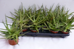 Aloe Overig 12P 25H