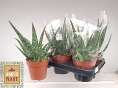 Aloe Vera 12P 24H
