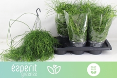 Rhipsalis Ba Oasis 17P 25H