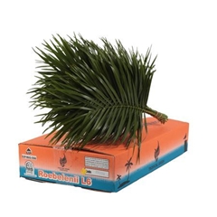 Roebelinii Orca 60L.cm