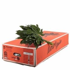 Aralia Gt Orca 50L.cm