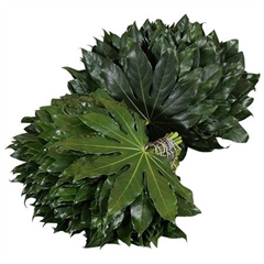 Aralia Gt Orca 40L.cm