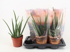 Aloe Vera 17P 50H
