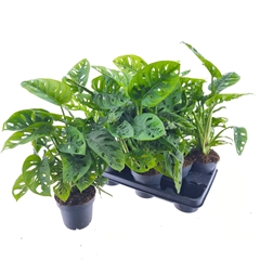 Monstera Obliqua 12P 30H 2stek